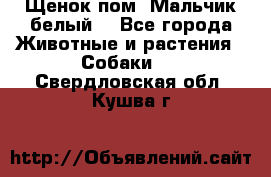 Щенок пом. Мальчик белый  - Все города Животные и растения » Собаки   . Свердловская обл.,Кушва г.